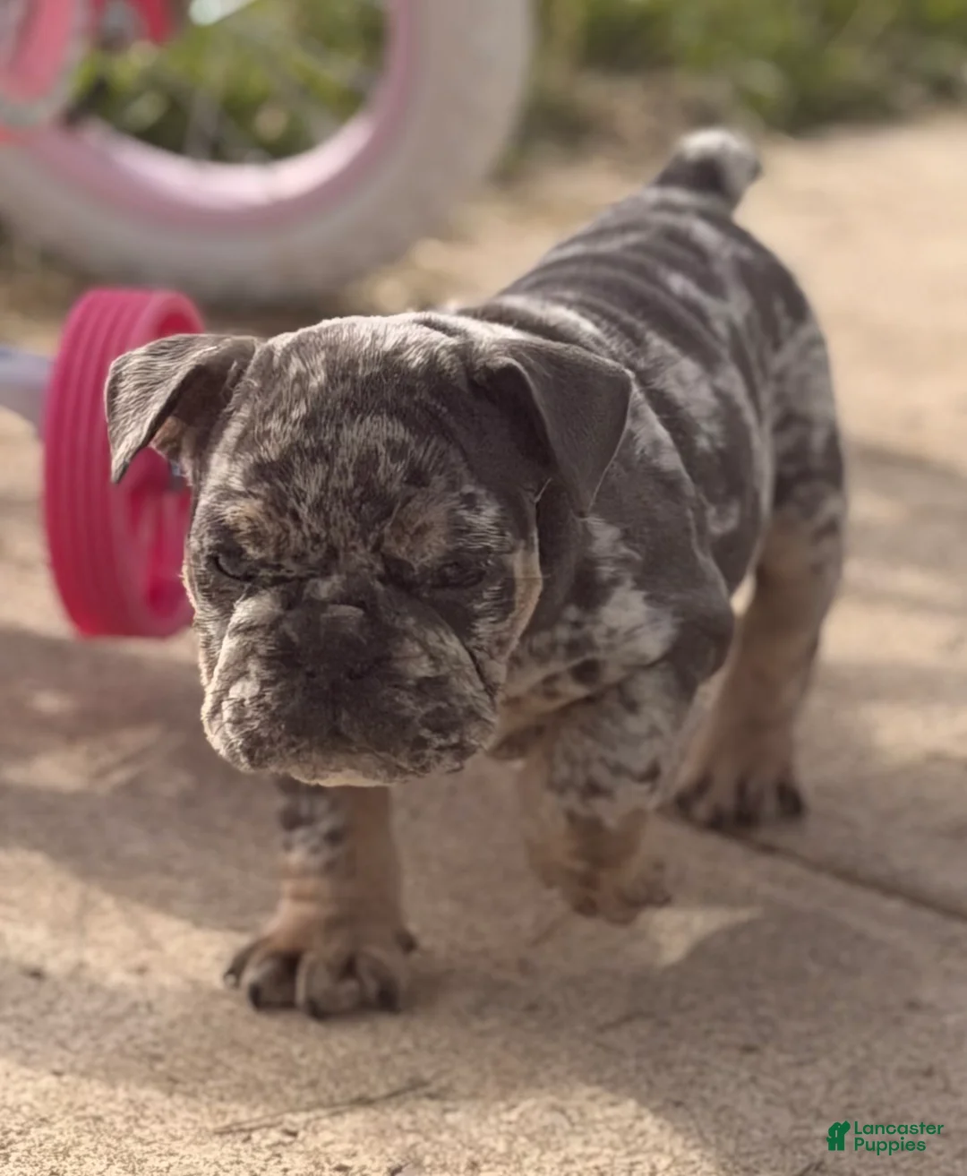 English Bulldog dogs for sale: English Bulldog Puppy 4 - Ad 1