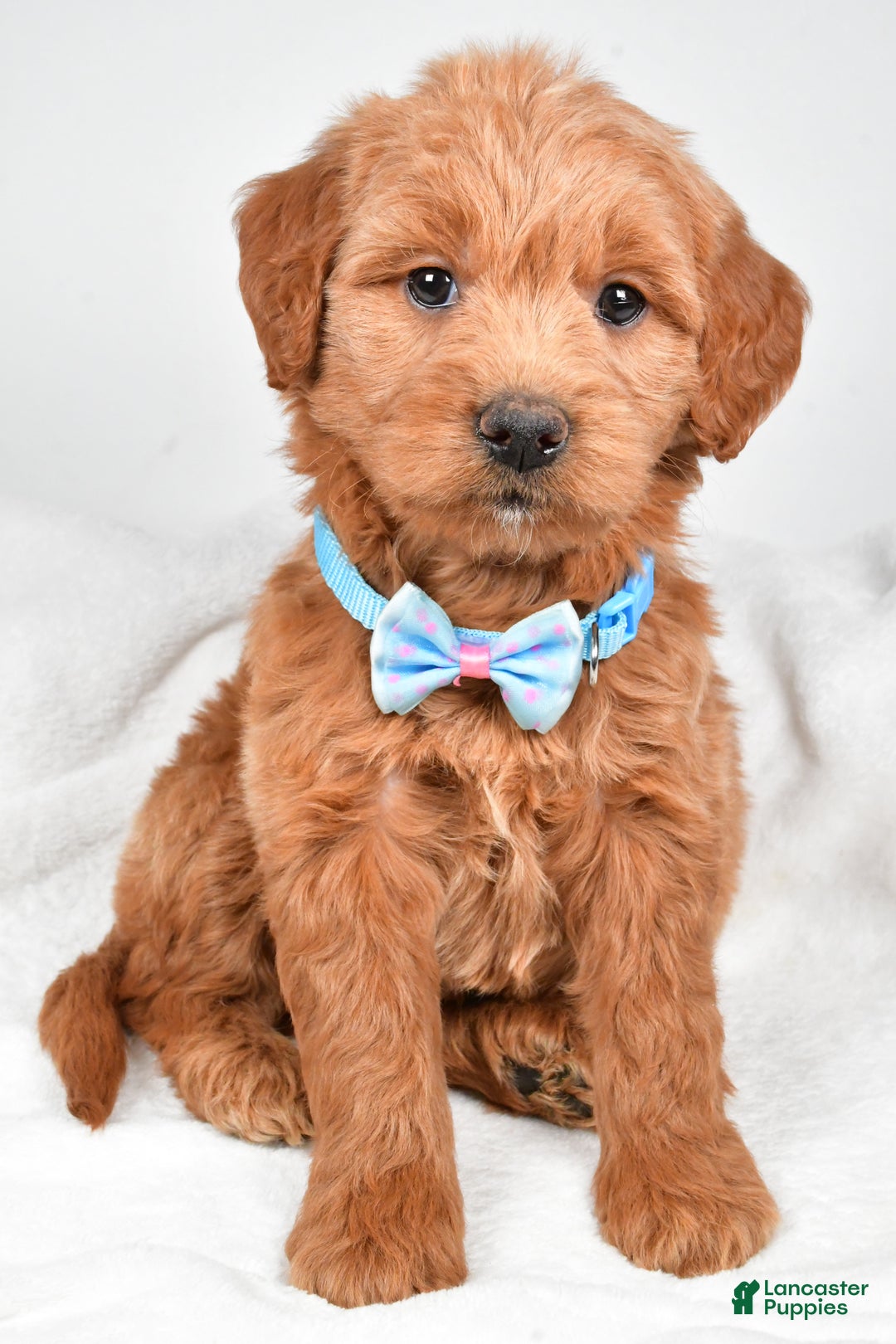 Mini Goldendoodle dogs for sale: Brent - Ad 9