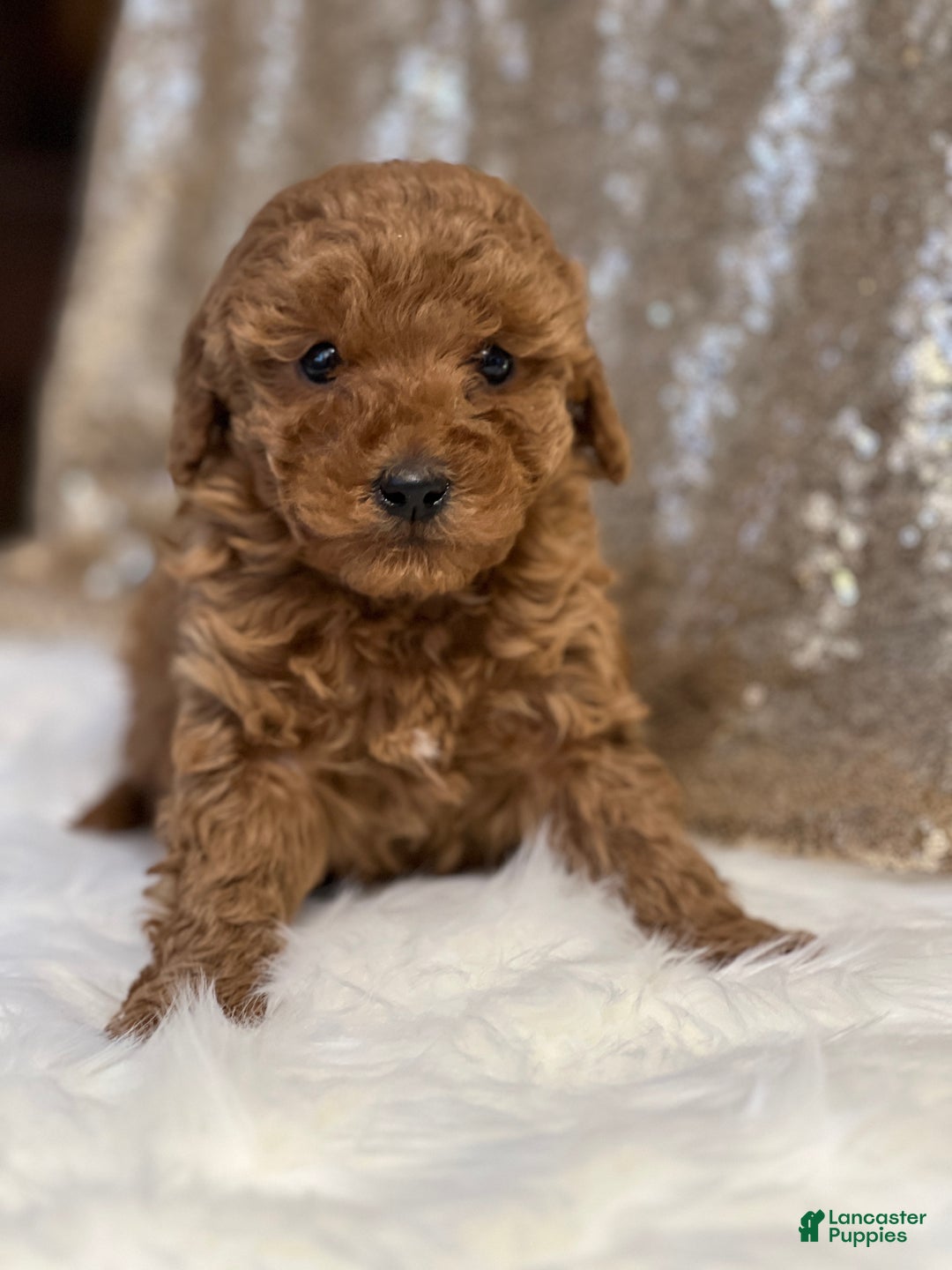 Miniature Poodle dogs for sale: Curly  - Ad 2