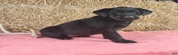 Labrador Retriever dogs for sale: Ashley - Ad 6