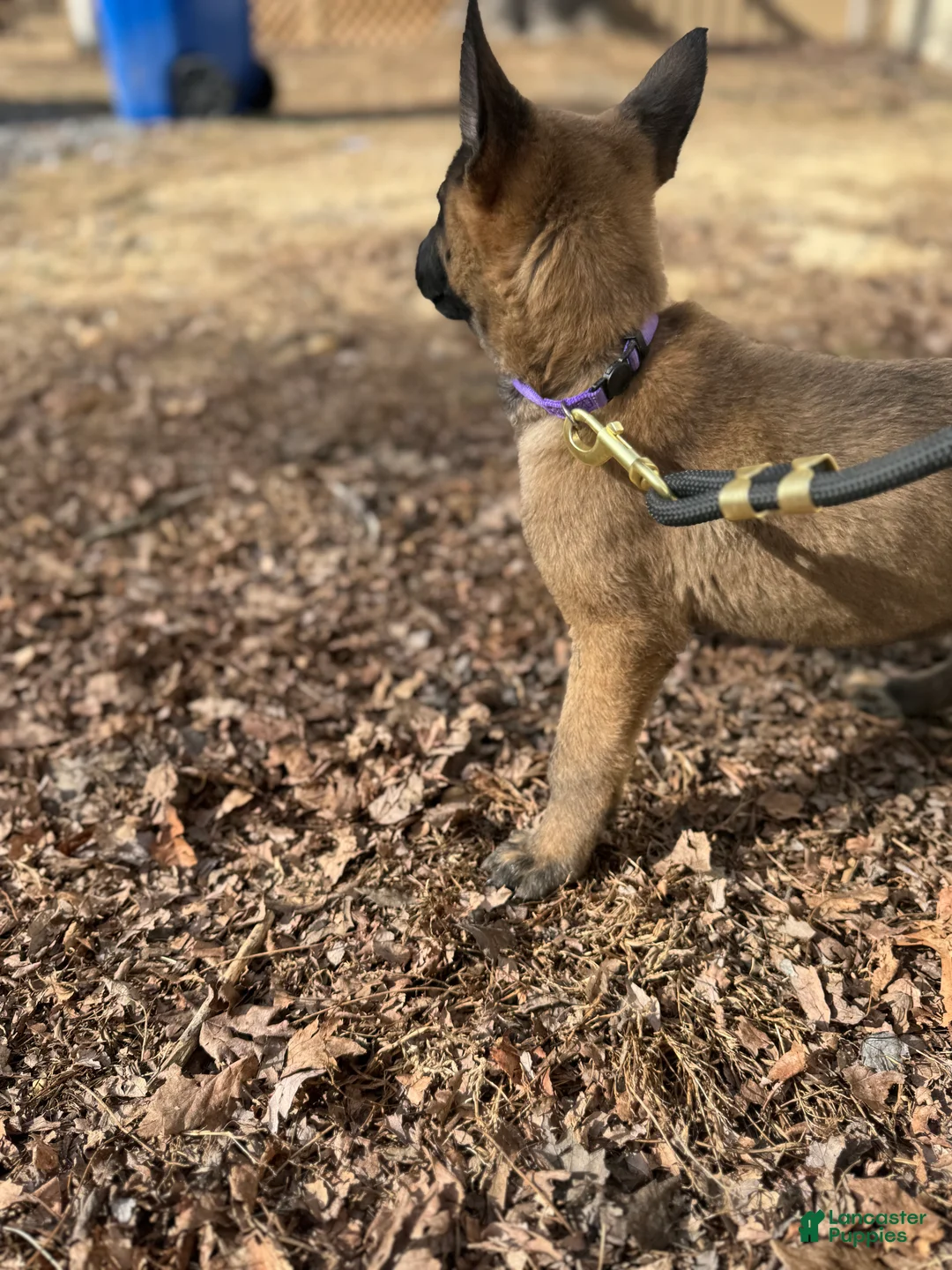 Mixed Breed dogs for sale: Purple - Ad 5