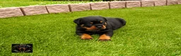 Rottweiler dogs for sale: EnZo - Ad 3
