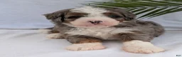 Mini Bernedoodle dogs for sale: Mini Darcy  - Ad 16