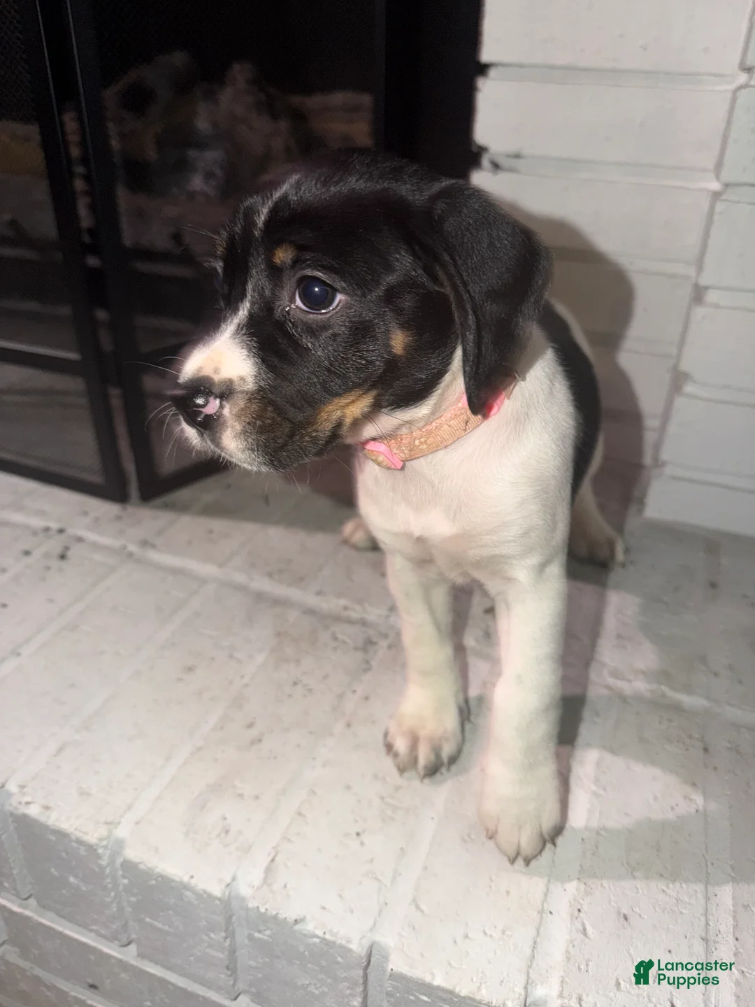 English Springer Spaniel dogs for sale: English Springer Spaniel Puppy 2 - Ad 4