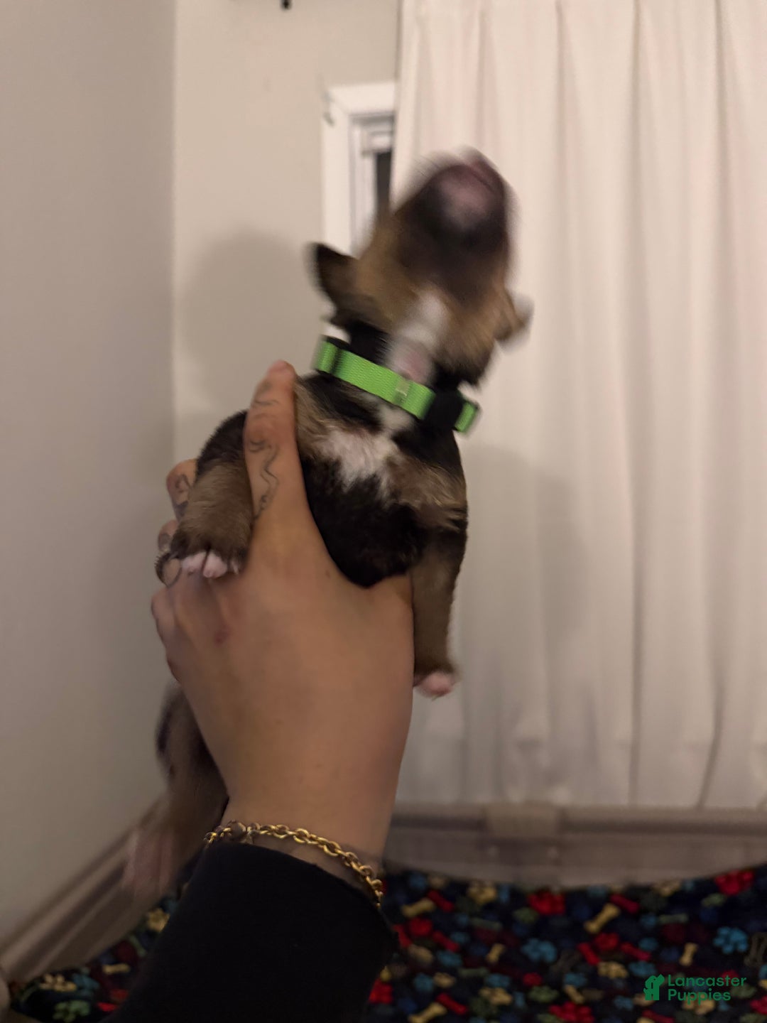 Mixed Breed dogs for sale: Hermes - Ad 1