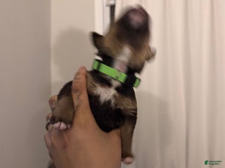 Mixed Breed dogs Hermes - Ad 28