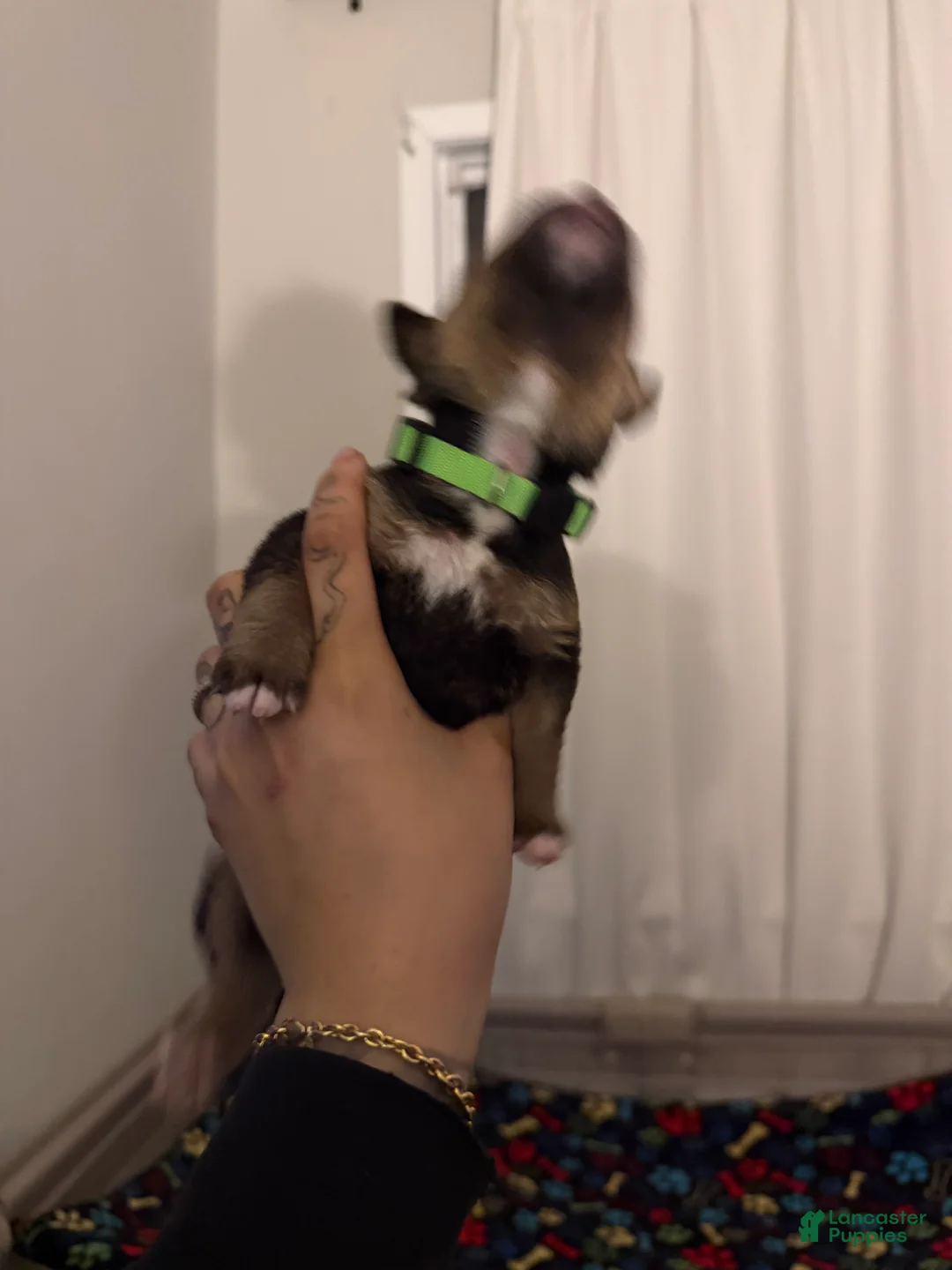 Mixed Breed dogs for sale: Ares - Ad 6