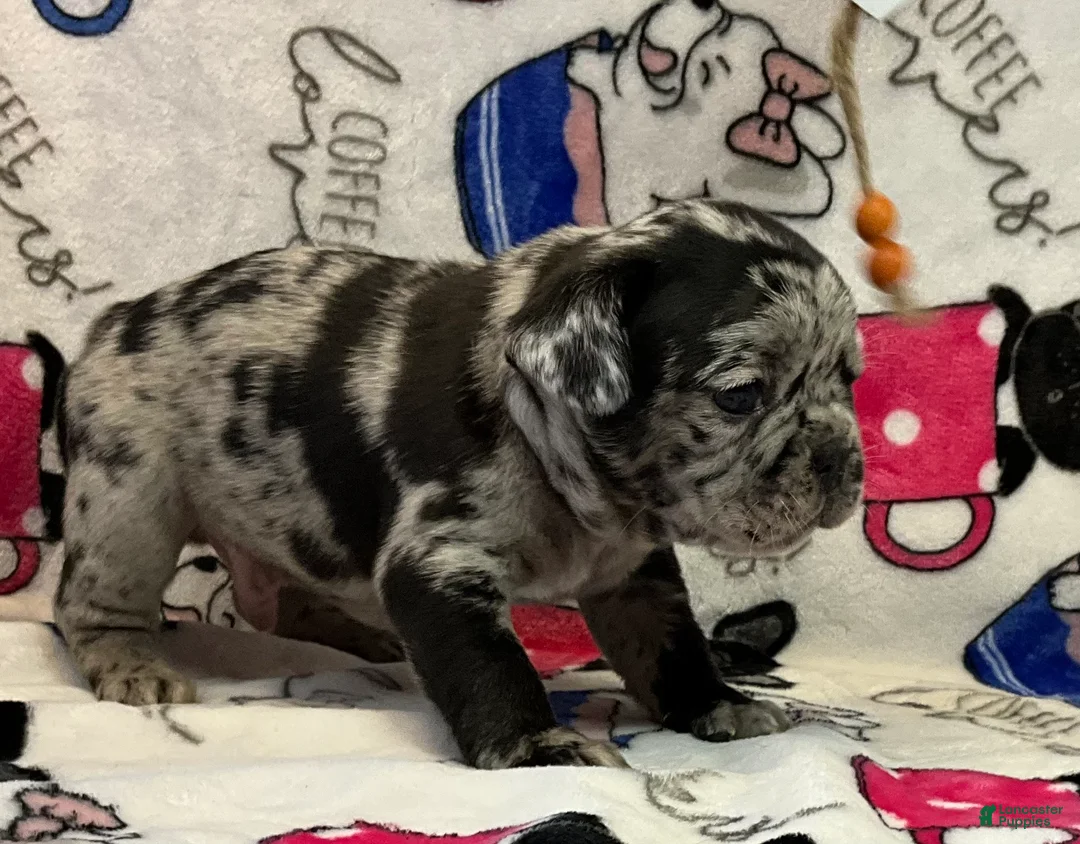 French Bulldog dogs for sale: Force  - Ad 4