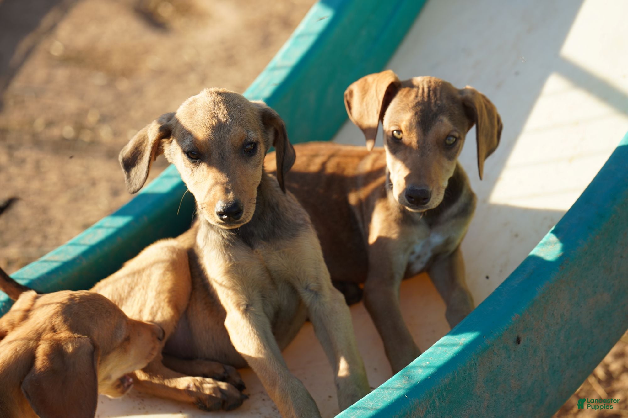 Mixed Breed dogs Fawnish Sable M RT - Ad 29