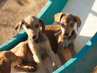 Mixed Breed dogs Fawnish Sable M RT - Ad 8