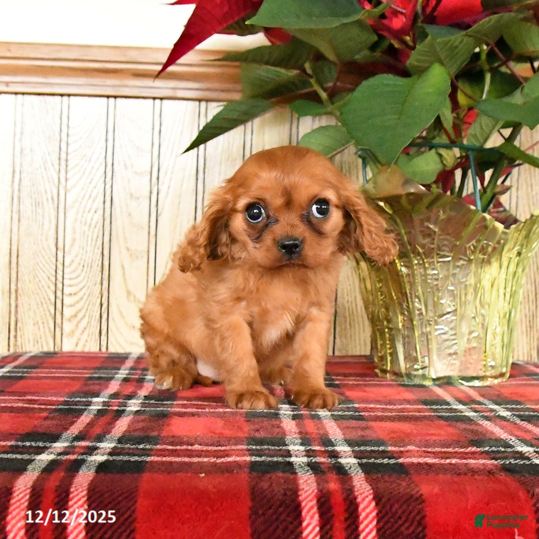 Cavalier King Charles Spaniel dogs for sale: Callie - Ad 2