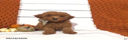 Mini Goldendoodle dogs for sale: Remi - Ad 4