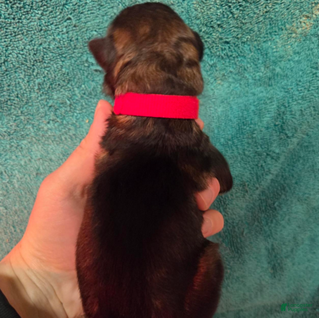 German Shepherd dogs for sale: Red Collar Boy - Ad 3