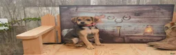 Jug dogs for sale: Florida - Ad 3