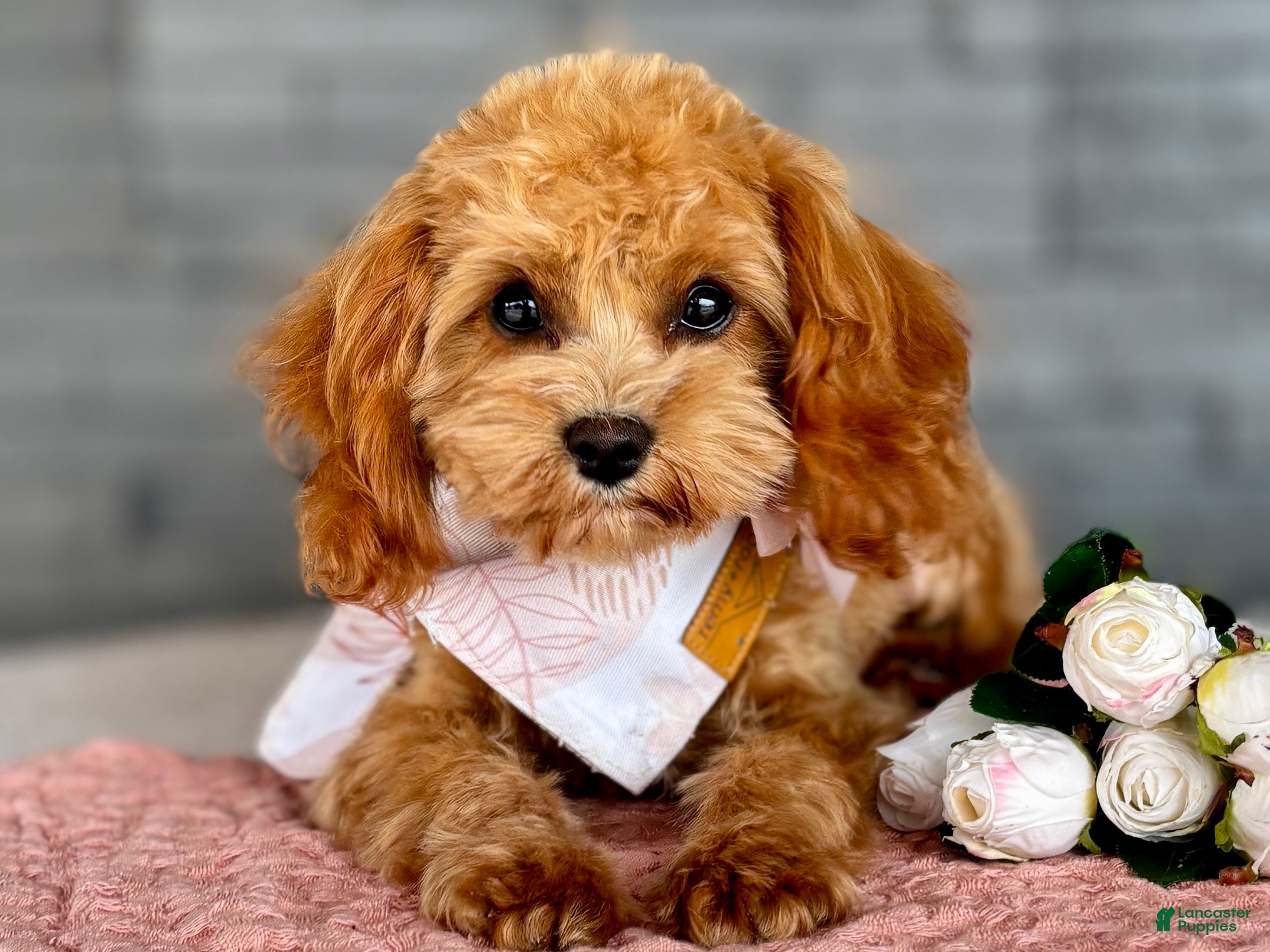Cavapoo dogs for sale: Blossom Cavapoo Puppy  - Ad 8
