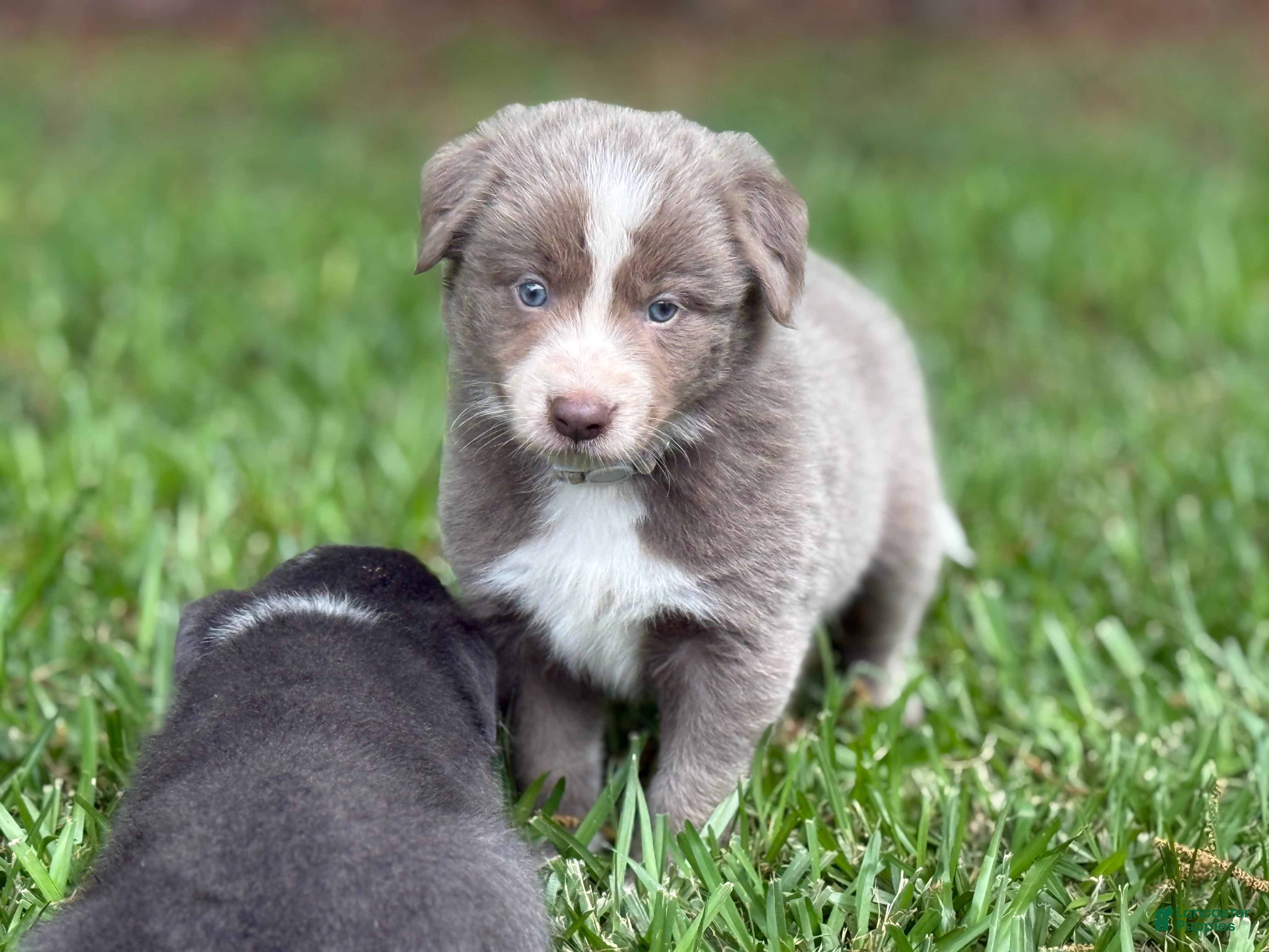 Border Collie dogs Lilac short hair - Ad 30