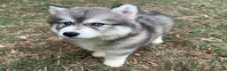Siberian Husky dogs for sale: Cherry - Ad 6
