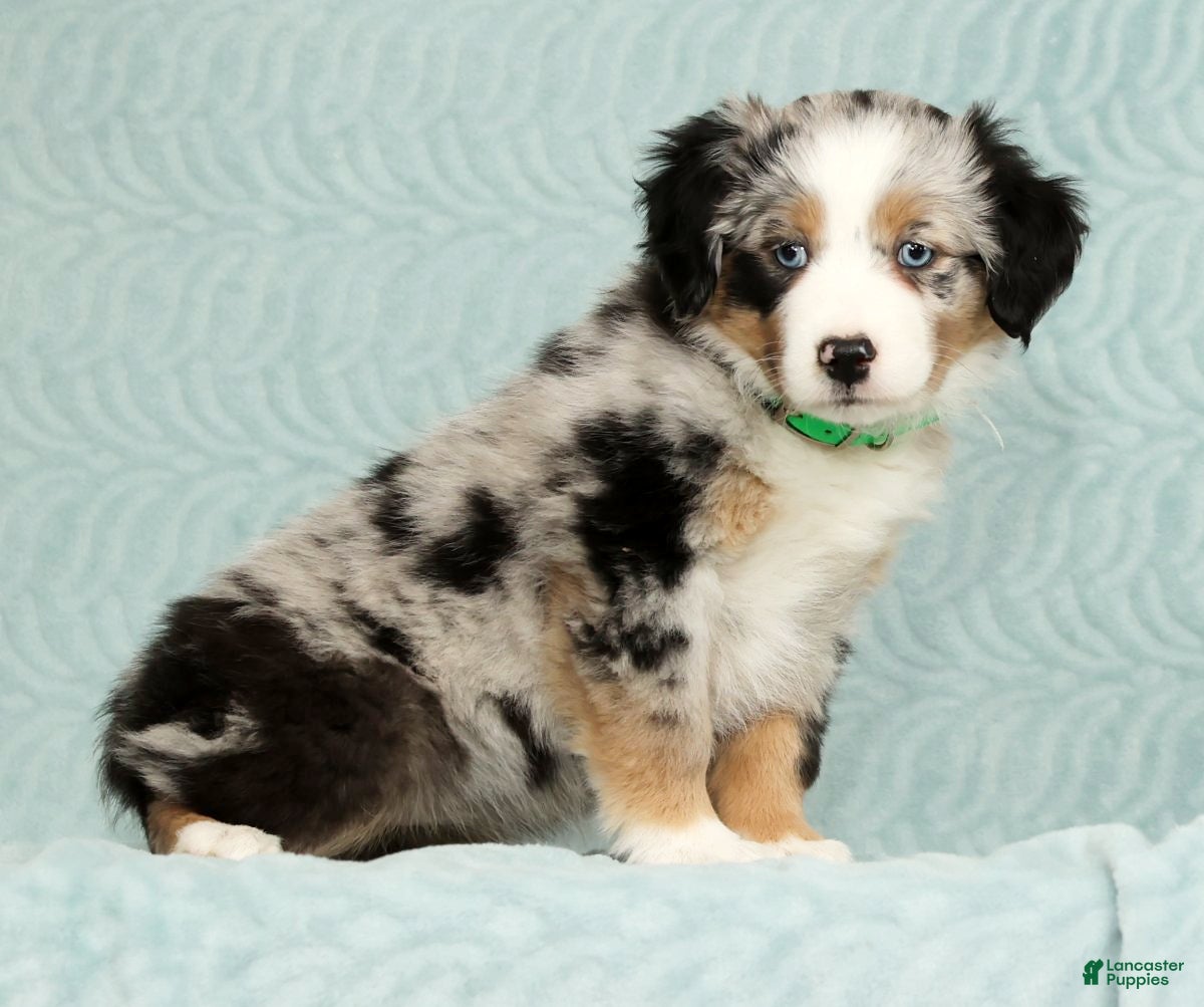 Australian Shepherd dogs Abby - Ad 2