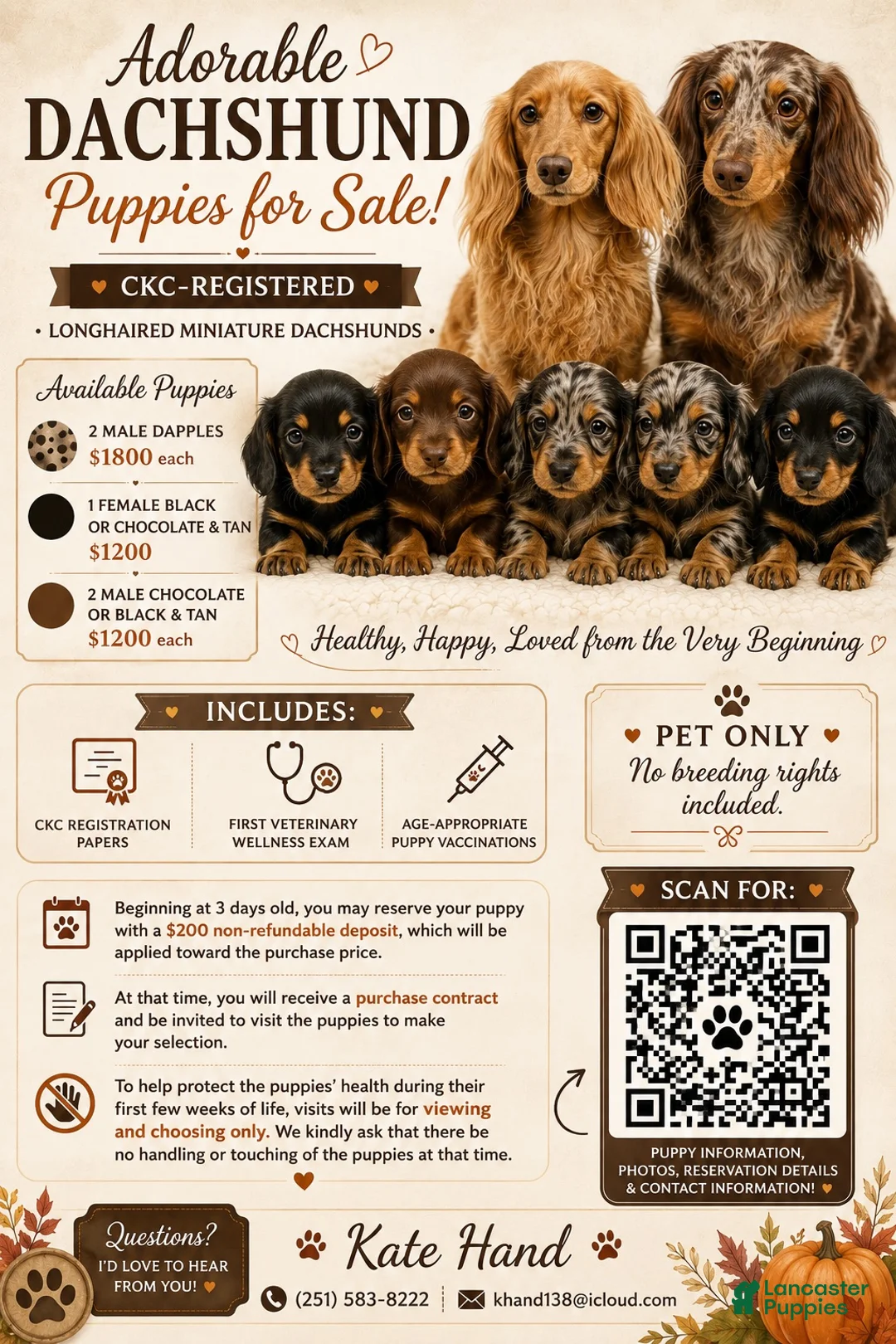 Miniature Dachshund dogs for sale: Miniature Dachshund 3 - Ad 2