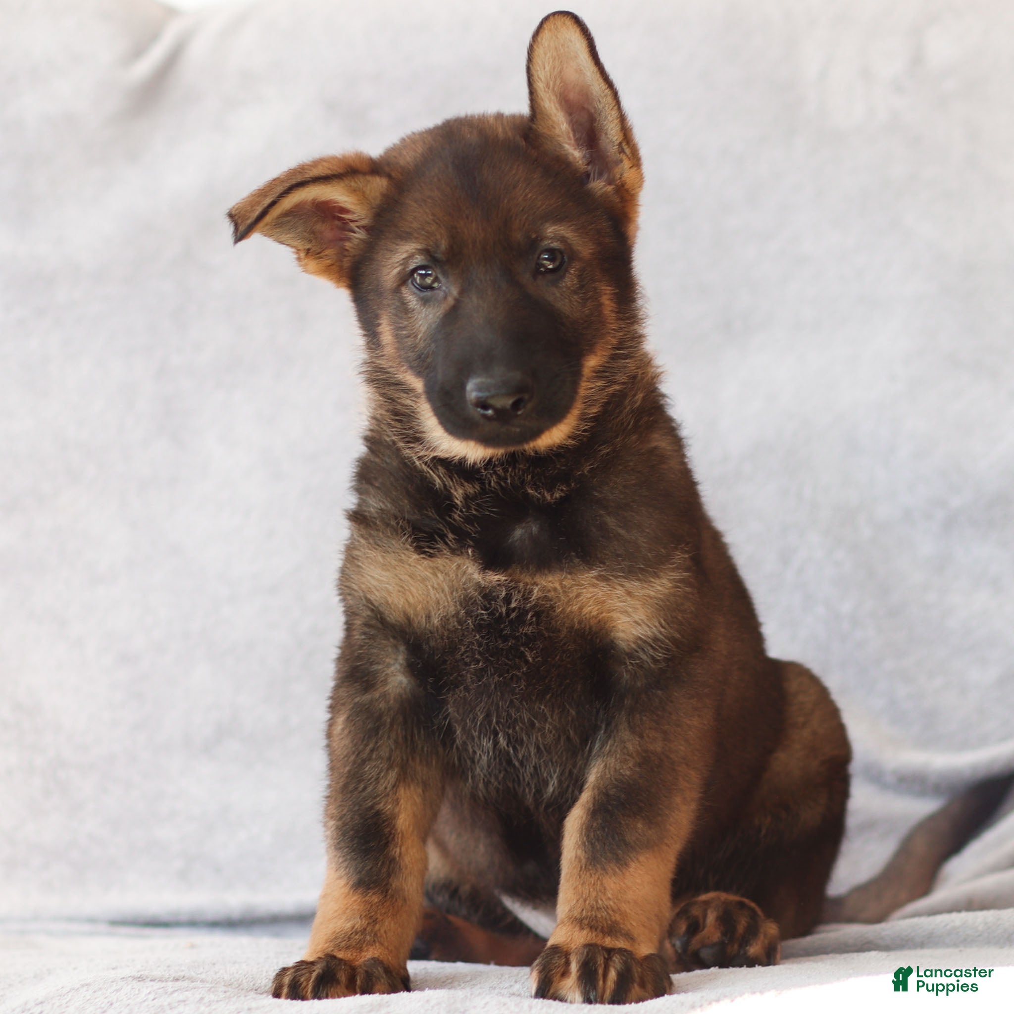 German Shepherd dogs Tyler the German Shepherd Puppy - Ad 37