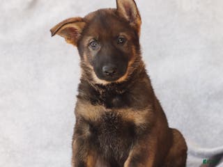 German Shepherd dogs Tyler the German Shepherd Puppy - Ad 37