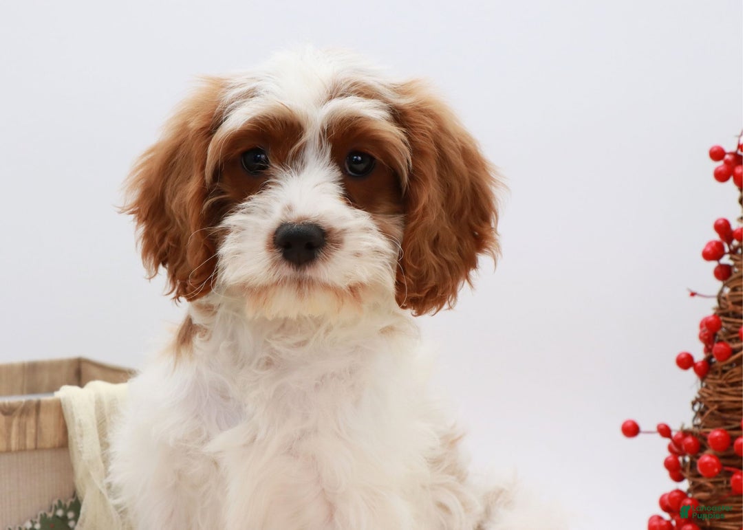 Cavapoo dogs for sale: Jetta - Ad 7