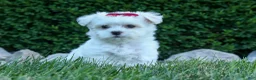 Maltese dogs for sale: OSCAR - Ad 8