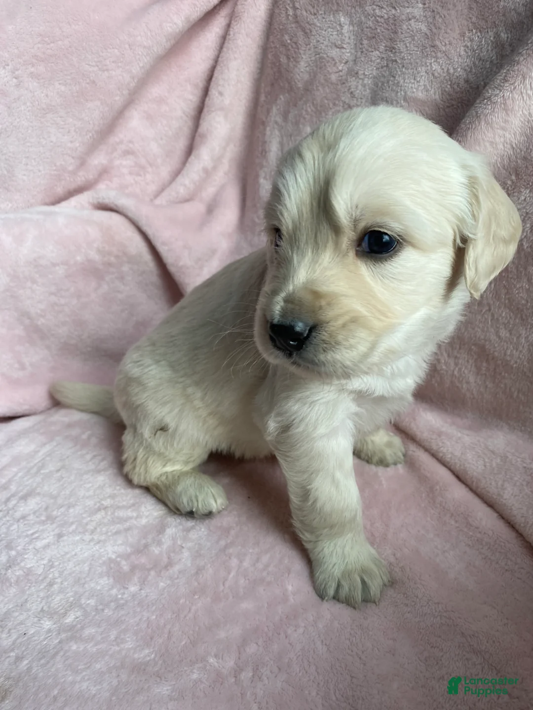 Mixed Breed dogs for sale: Ghost  - Ad 5