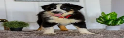 Australian Shepherd dogs for sale: Dustin - Ad 4