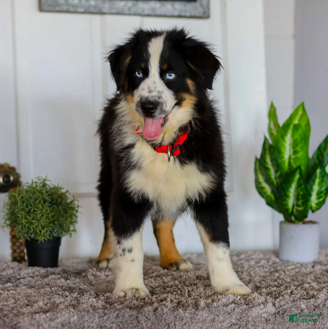 Australian Shepherd dogs for sale: Dustin - Ad 4