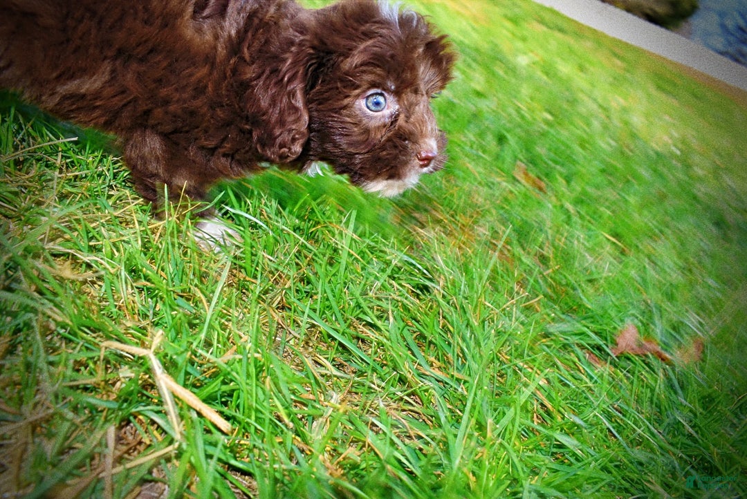 Havapoo dogs for sale: Ozzie - Ad 12