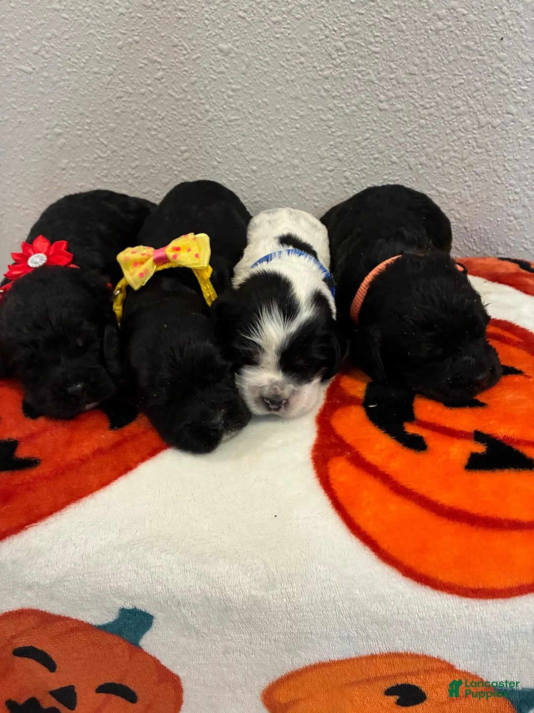 Cockapoo dogs for sale: Cockapoo 2 - Ad 9