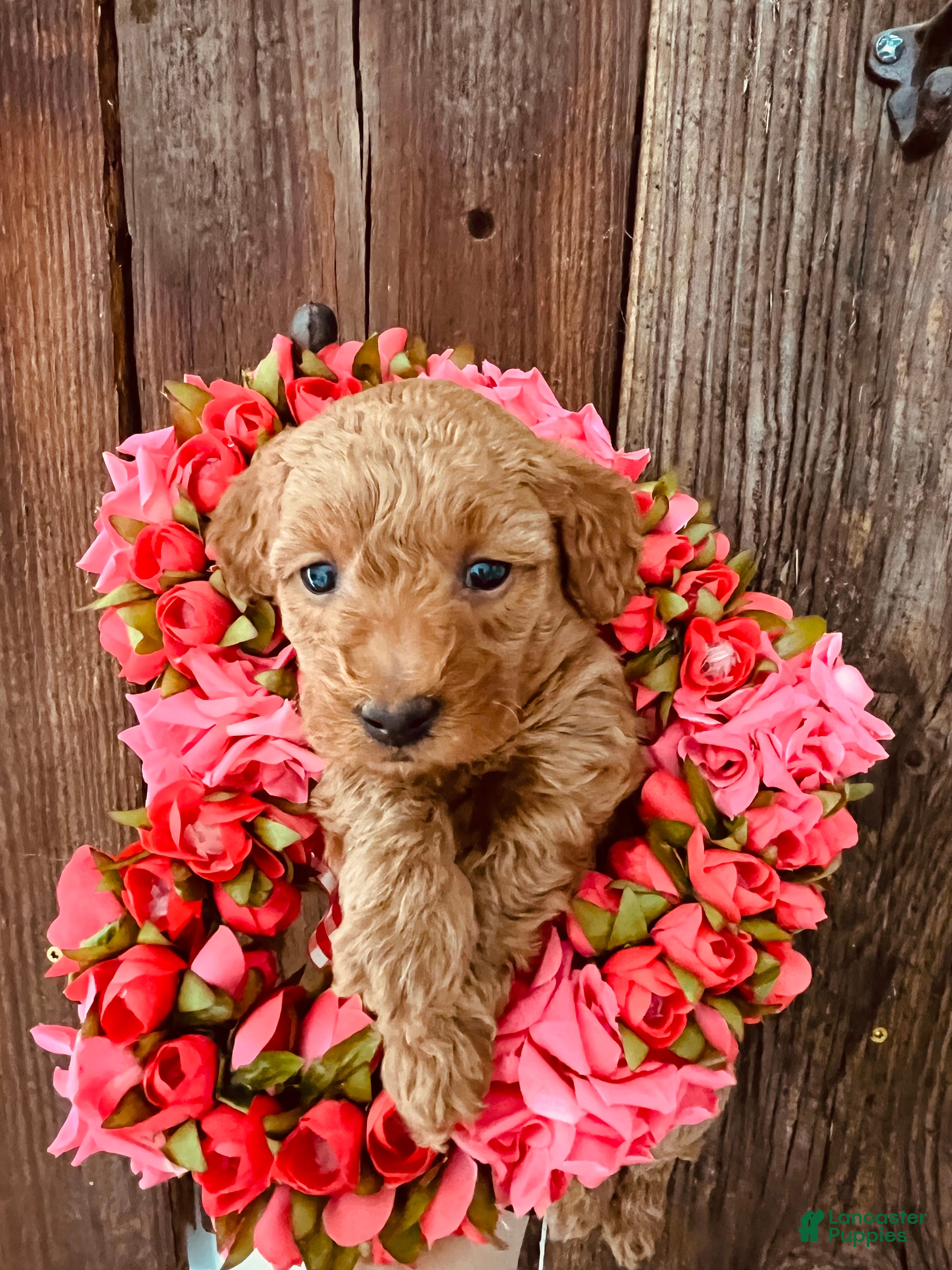 Mini Goldendoodle dogs Muffin - Ad 1