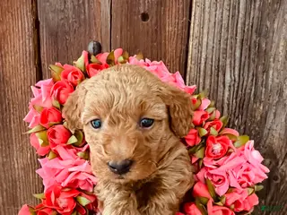 Mini Goldendoodle dogs Muffin - Ad 1