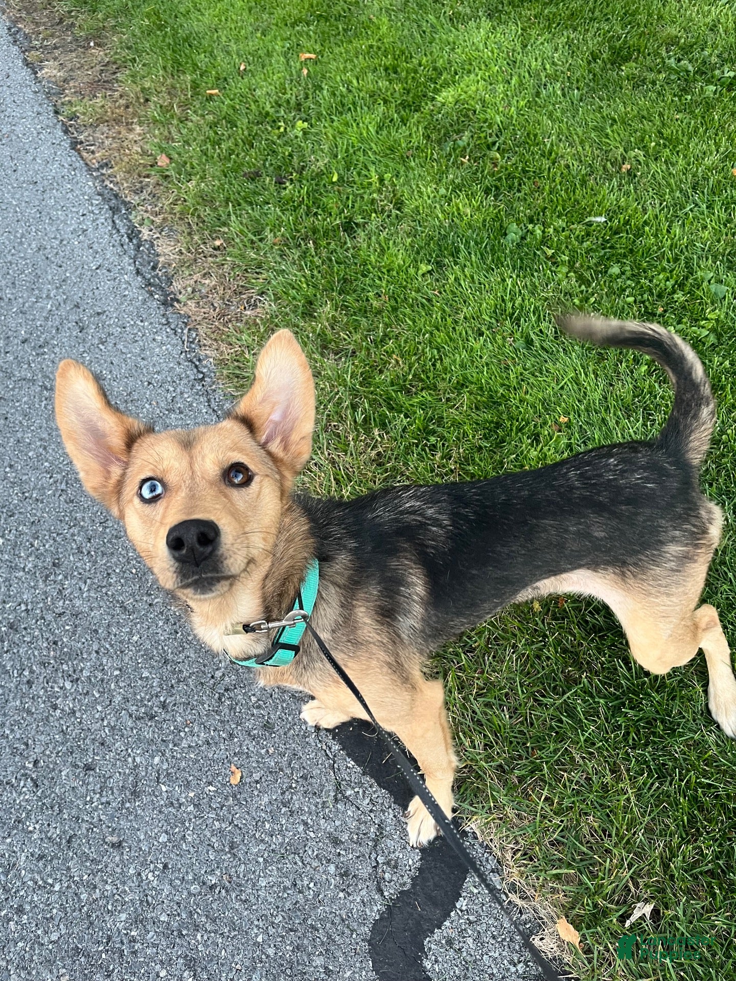 Gerberian Shepsky dogs for sale: Millie - Ad 23