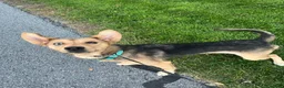 Gerberian Shepsky dogs for sale: Millie - Ad 1