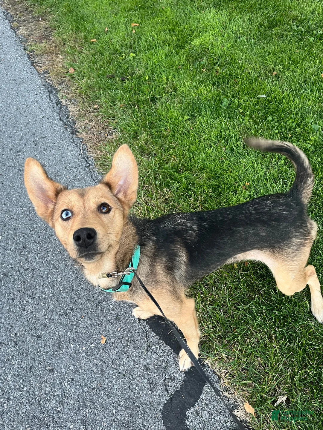 Gerberian Shepsky dogs for sale: Millie - Ad 1
