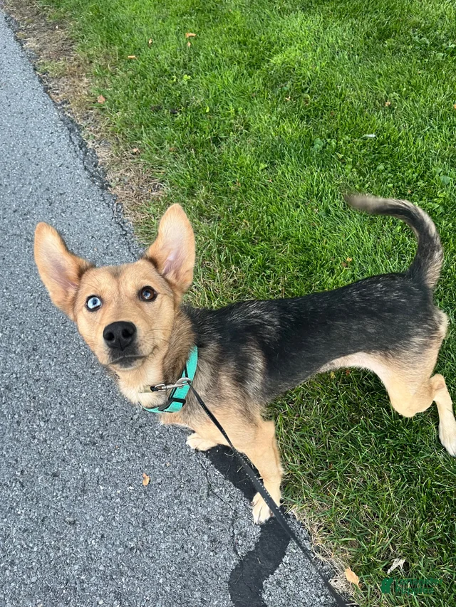 Shepsky R Millie Gerberian Shepsky for sale in Watsontown | Lancaster Puppies