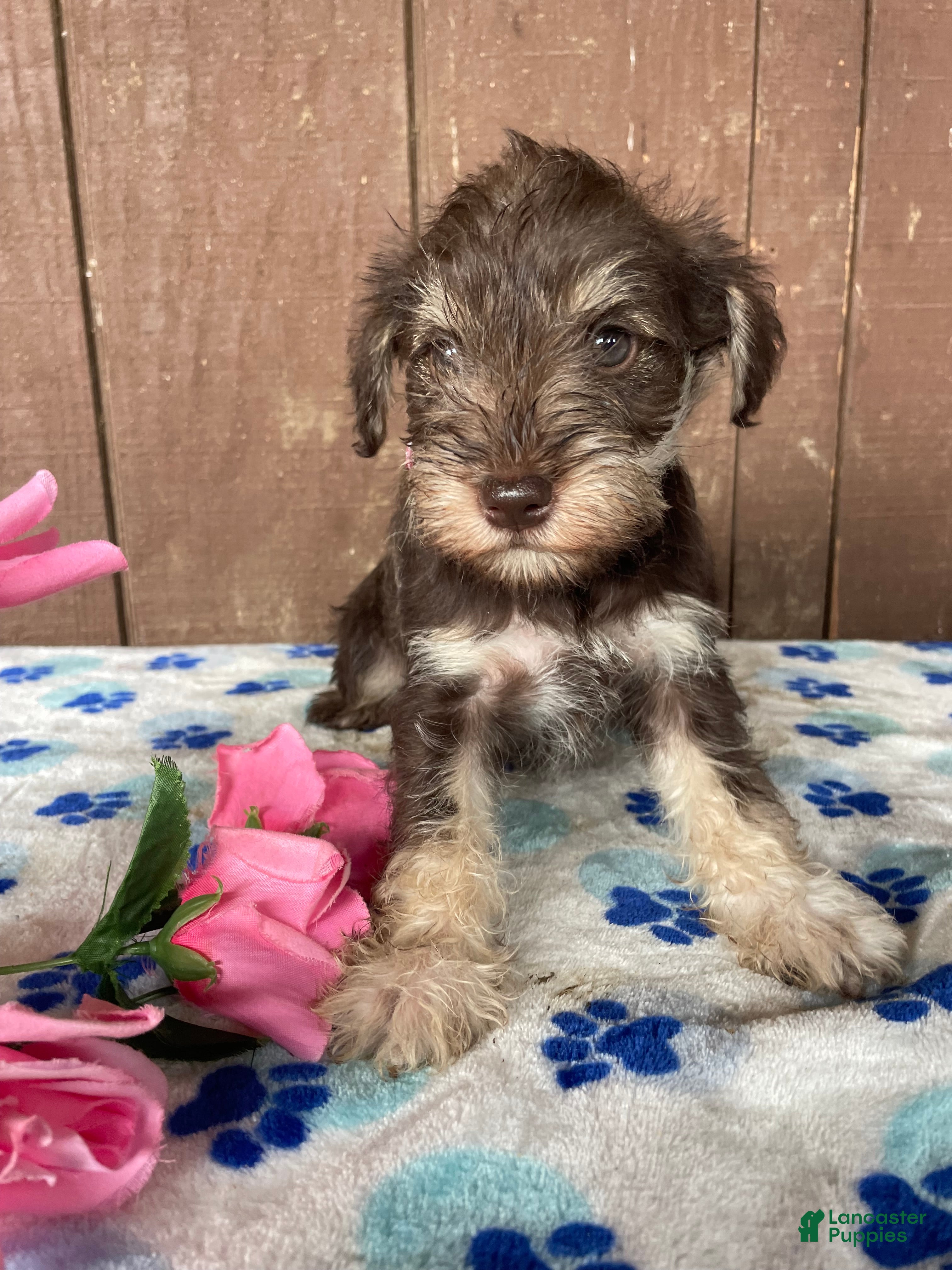 Miniature Schnauzer dogs Hilda - Ad 42