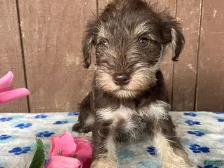 Miniature Schnauzer dogs Hilda - Ad 41