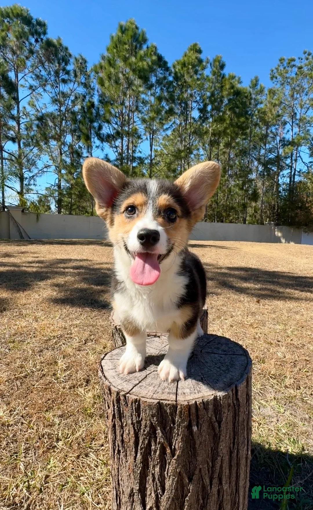 Mixed Breed dogs for sale: Summer - Ad 7