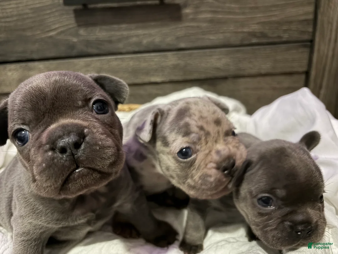 French Bulldog dogs for sale: Blaze - Ad 10