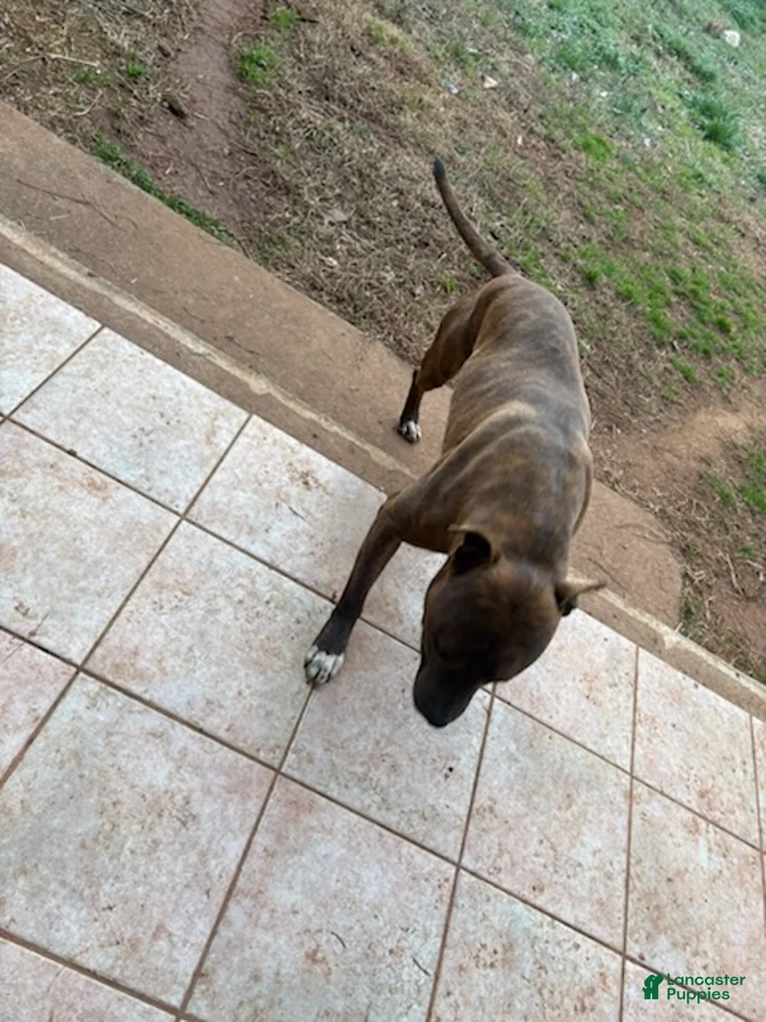American Pit Bull Terrier dogs for sale: American Pit Bull Terrier Puppy 1 - Ad 6