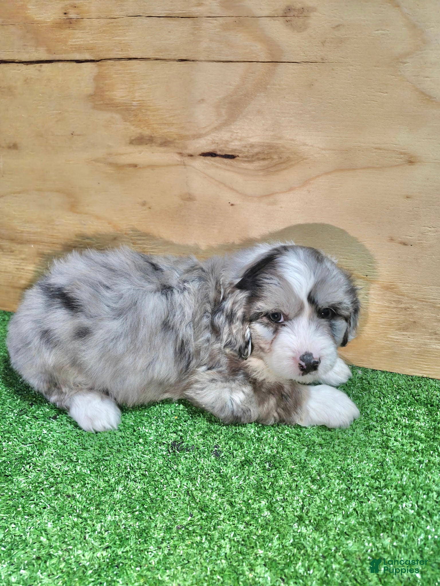 Mini Aussiedoodle dogs Mini Aussiedoodle Puppy 4 - Ad 2