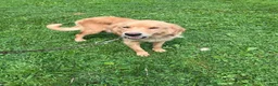Golden Retriever dogs for sale: Golden Retriever 6 - Ad 4
