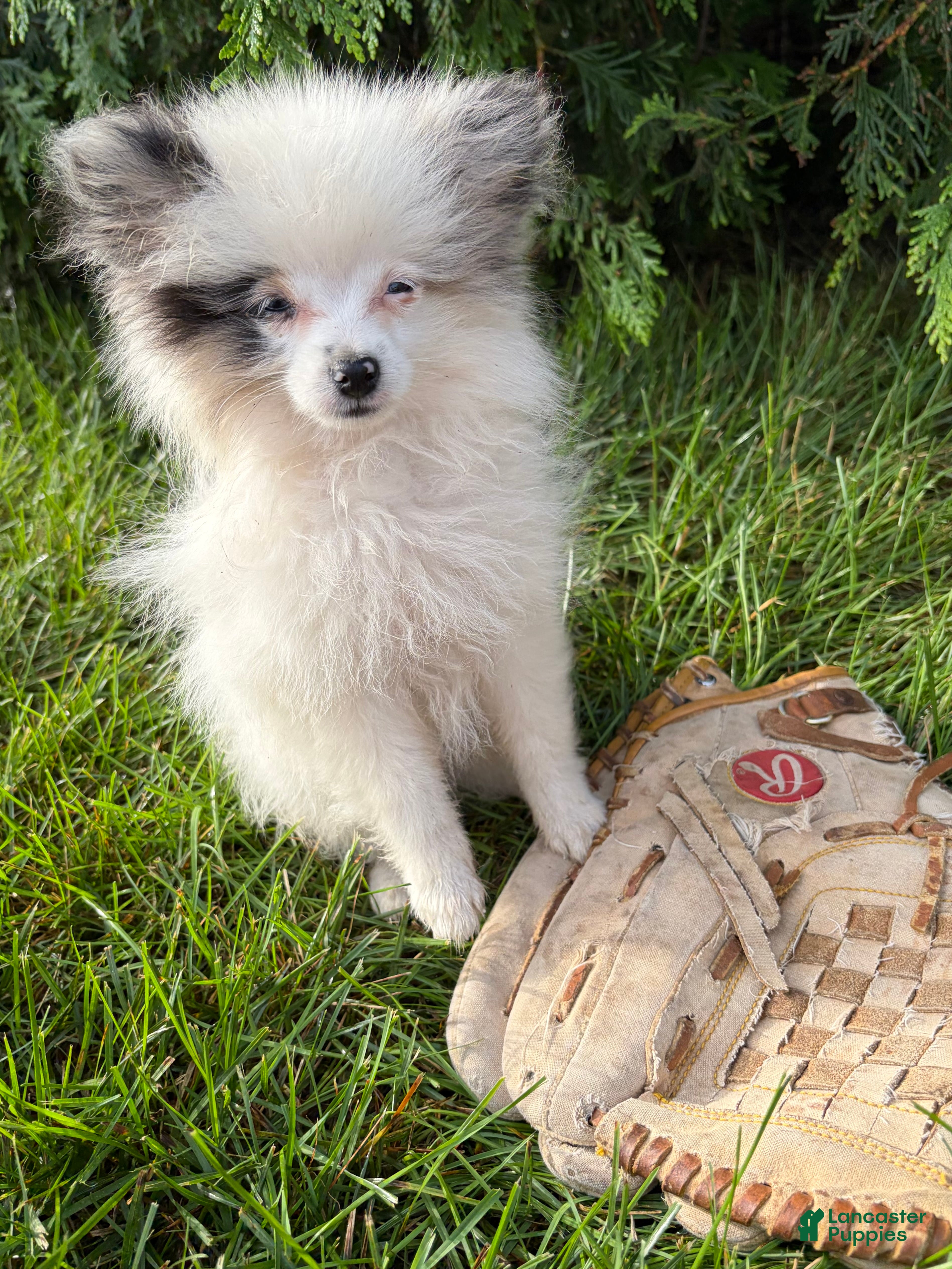 Pomeranian dogs Olaf - Ad 2