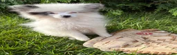 Pomeranian dogs for sale: Olaf - Ad 2