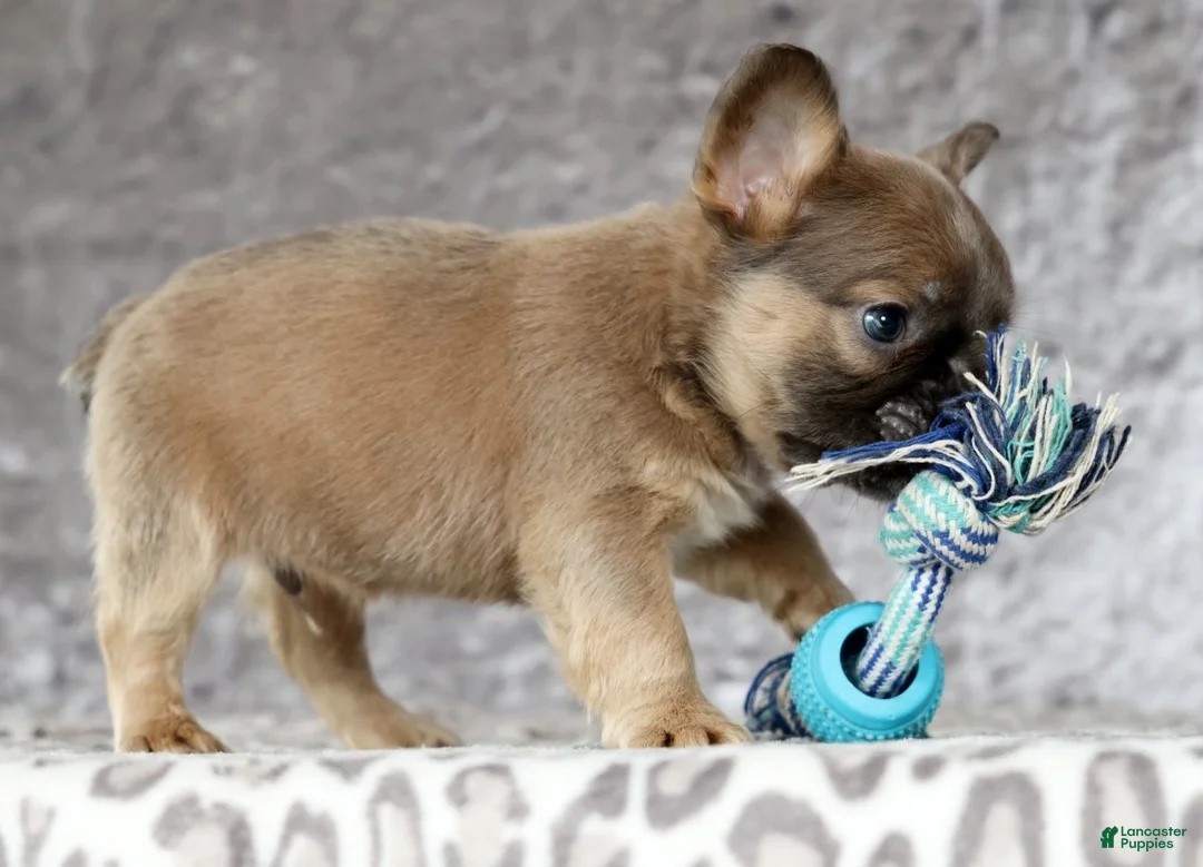 French Bulldog dogs for sale: Nick - Ad 6