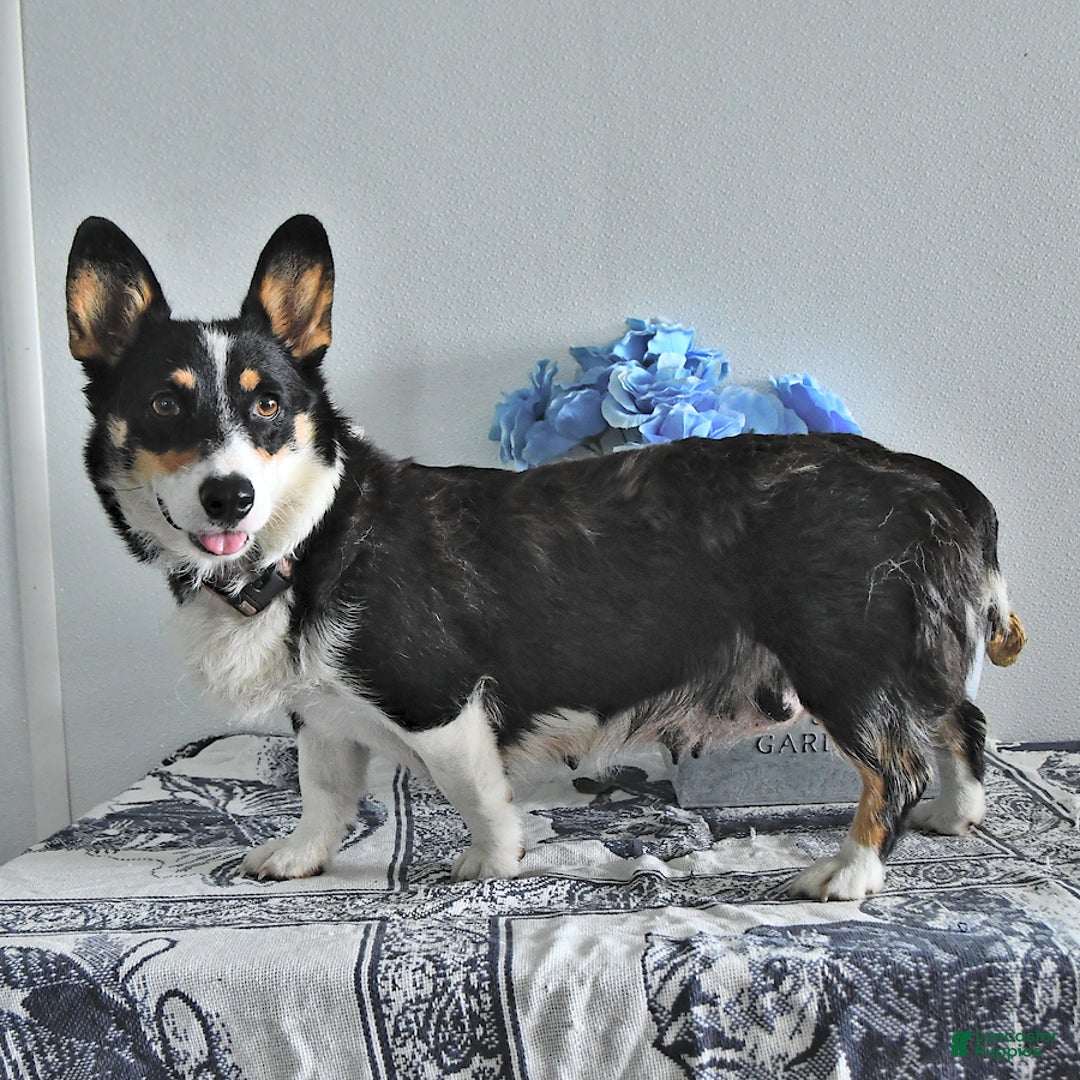 Welsh Corgi Pembroke dogs for sale: Archie - Ad 6