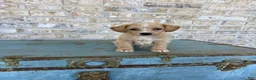 Miniature Labradoodle dogs for sale: Bambi  - Ad 1